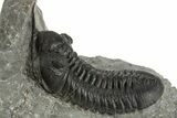 Morocconites Trilobite Fossil - Ofaten, Morocco #325978-2